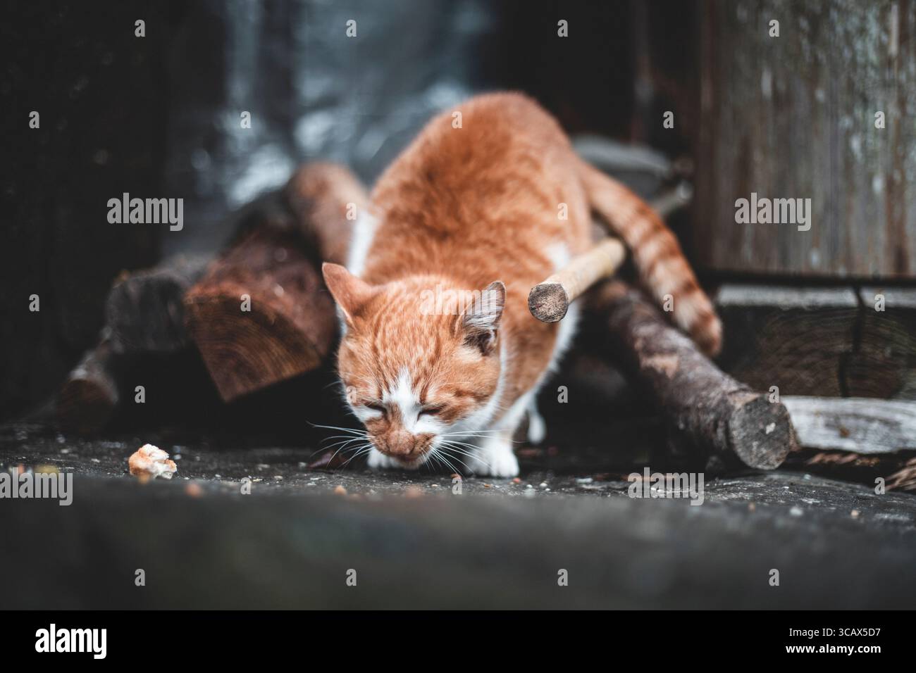 Una collezione di fotografie candide che catturano gatti di strada a Shikoku, in Giappone. Queste immagini mostrano i gatti che riposano, esplorano Foto Stock