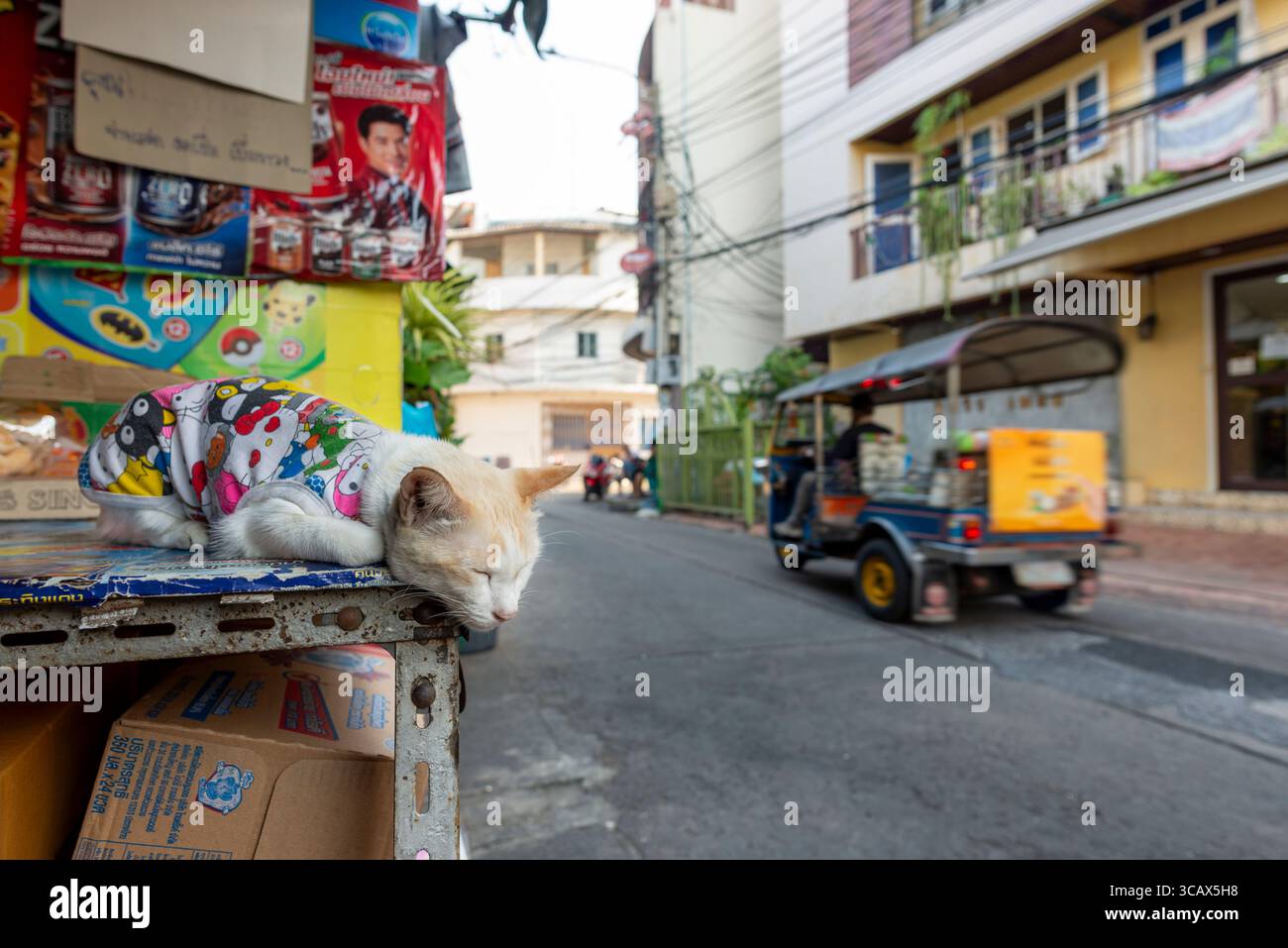 Spianatura e contenuto di gatto domestico (Felis catus) con bodysuit, Bangkok, Thailandia, Asia Foto Stock