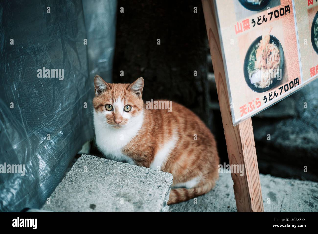 Una collezione di fotografie candide che catturano gatti di strada a Shikoku, in Giappone. Queste immagini mostrano i gatti che riposano, esplorano Foto Stock