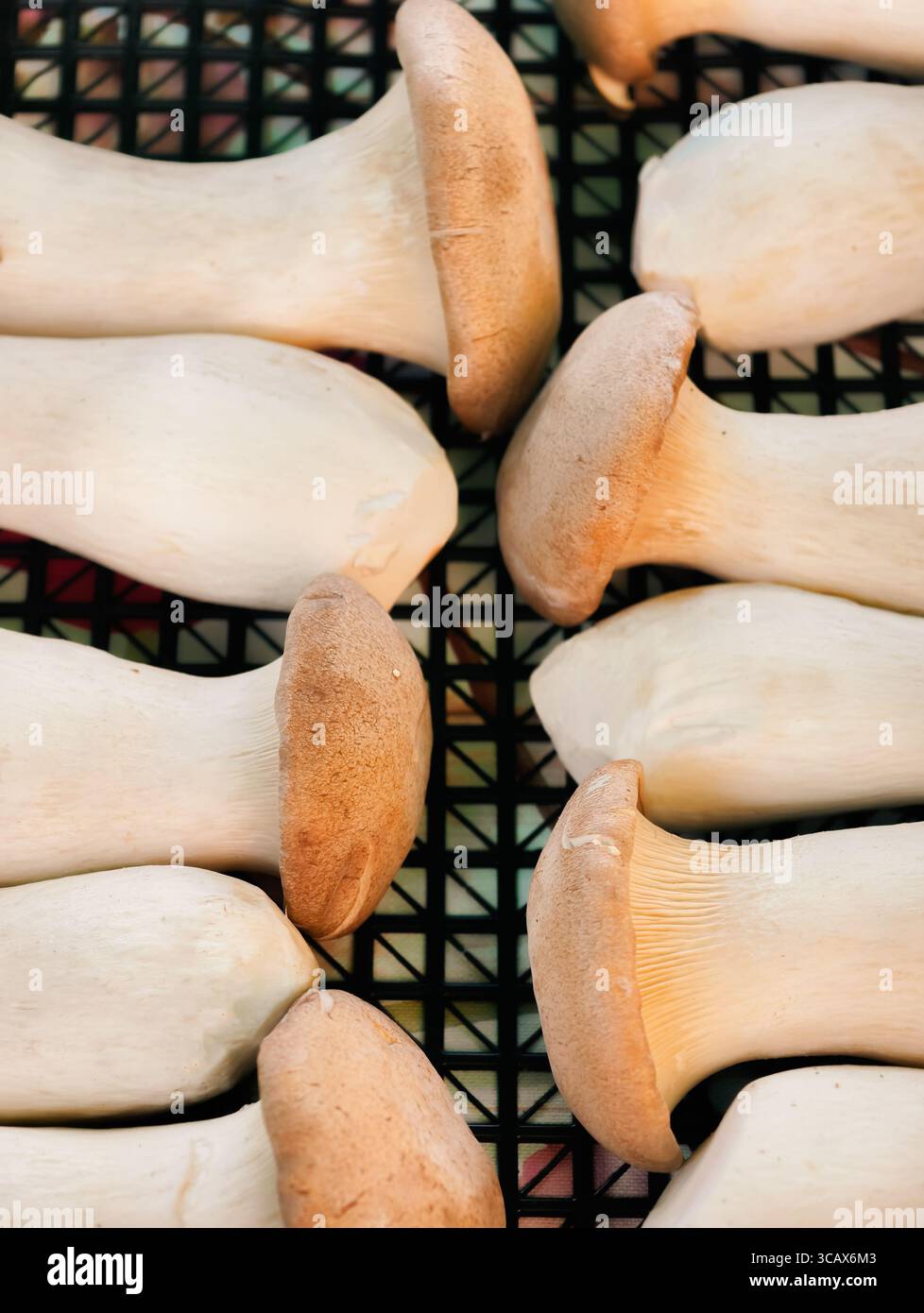 Freschi ed eleganti funghi King Oyster disposti su griglia. Immagine ad alta risoluzione perfetta per sfondi, marketing digitale, uso culinario e social media Foto Stock