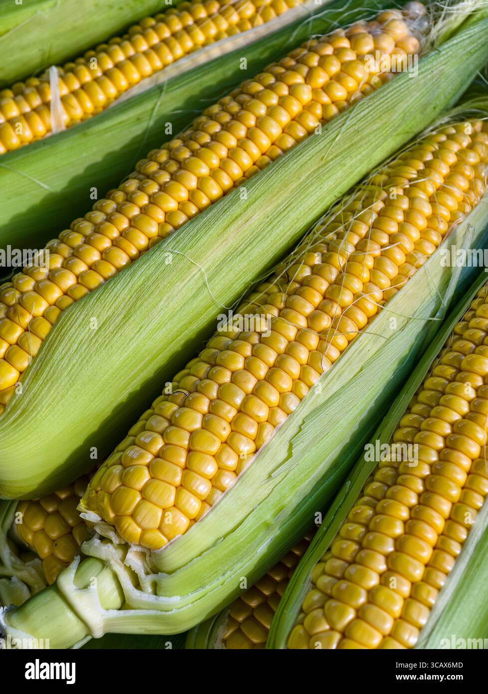 Fresco e vivace Sweet Corn on the Cob. Immagine ad alta risoluzione perfetta per sfondi, social media, marketing digitale e promozioni culinarie Foto Stock