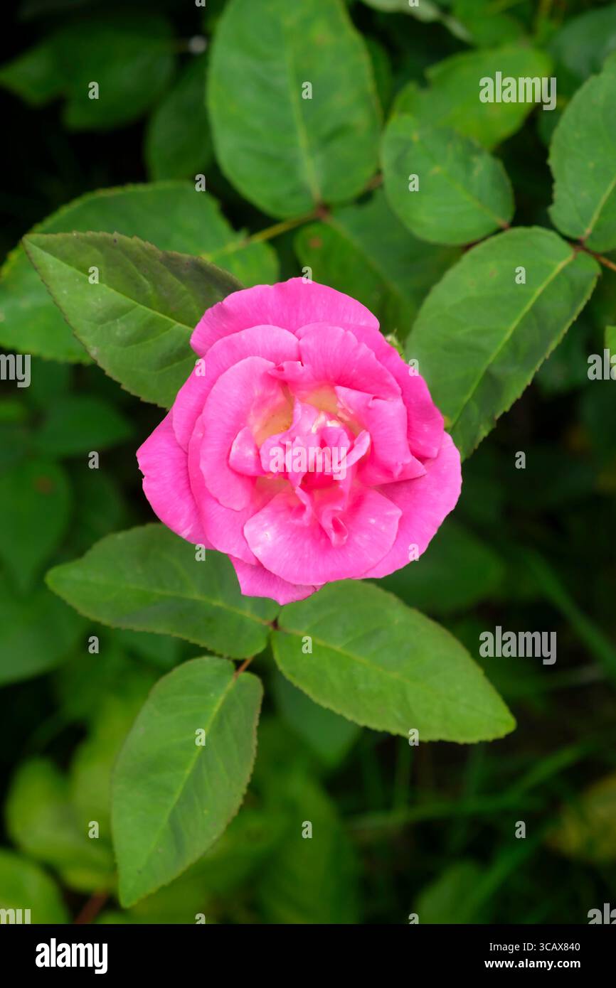 Rosa tappeto rosa in fiore nel giardino di luglio agosto Carmarthenshire Galles Regno Unito KATHY DEWITT Foto Stock