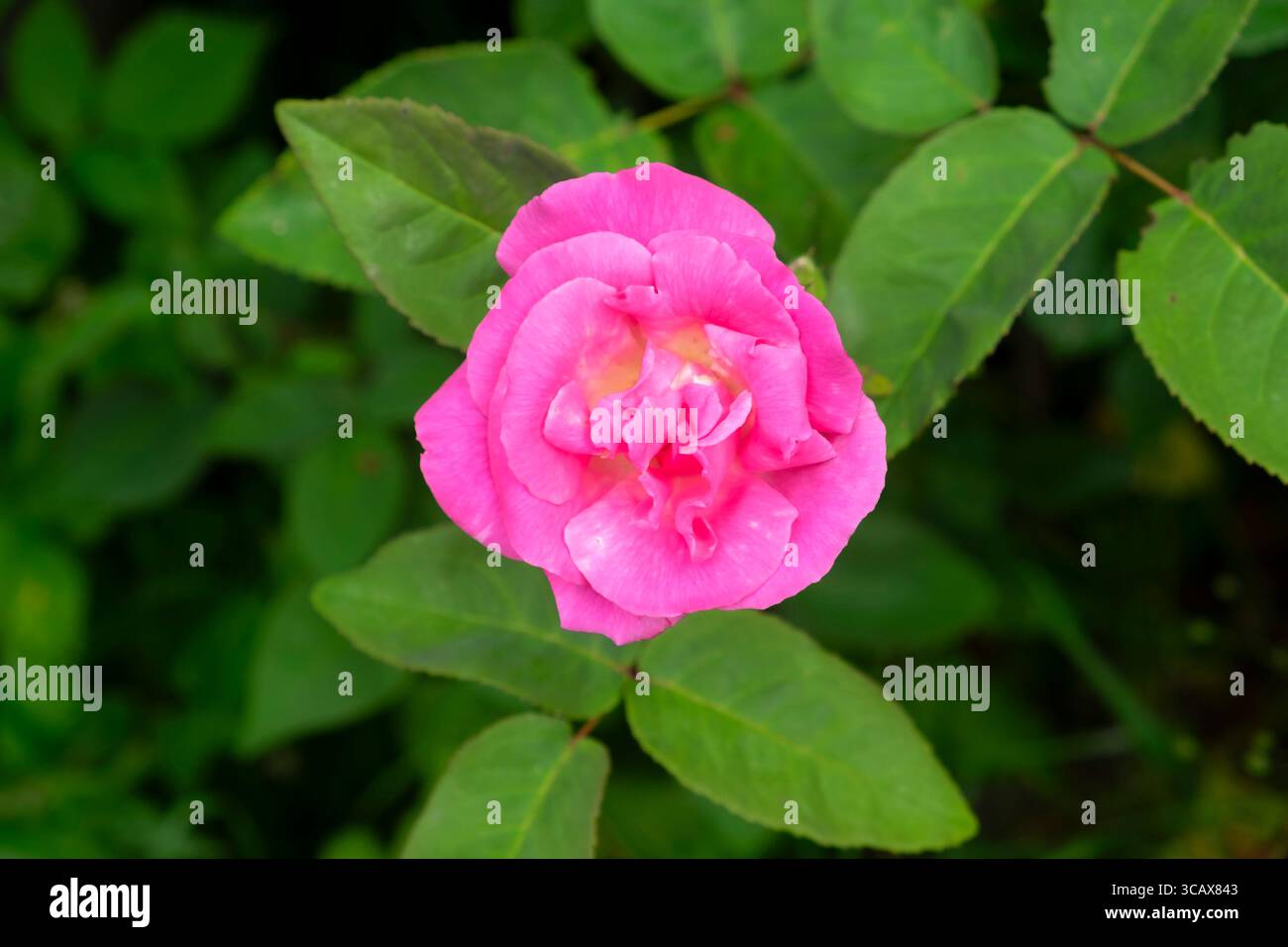 Rosa tappeto rosa in fiore nel giardino di luglio agosto Carmarthenshire Galles Regno Unito KATHY DEWITT Foto Stock