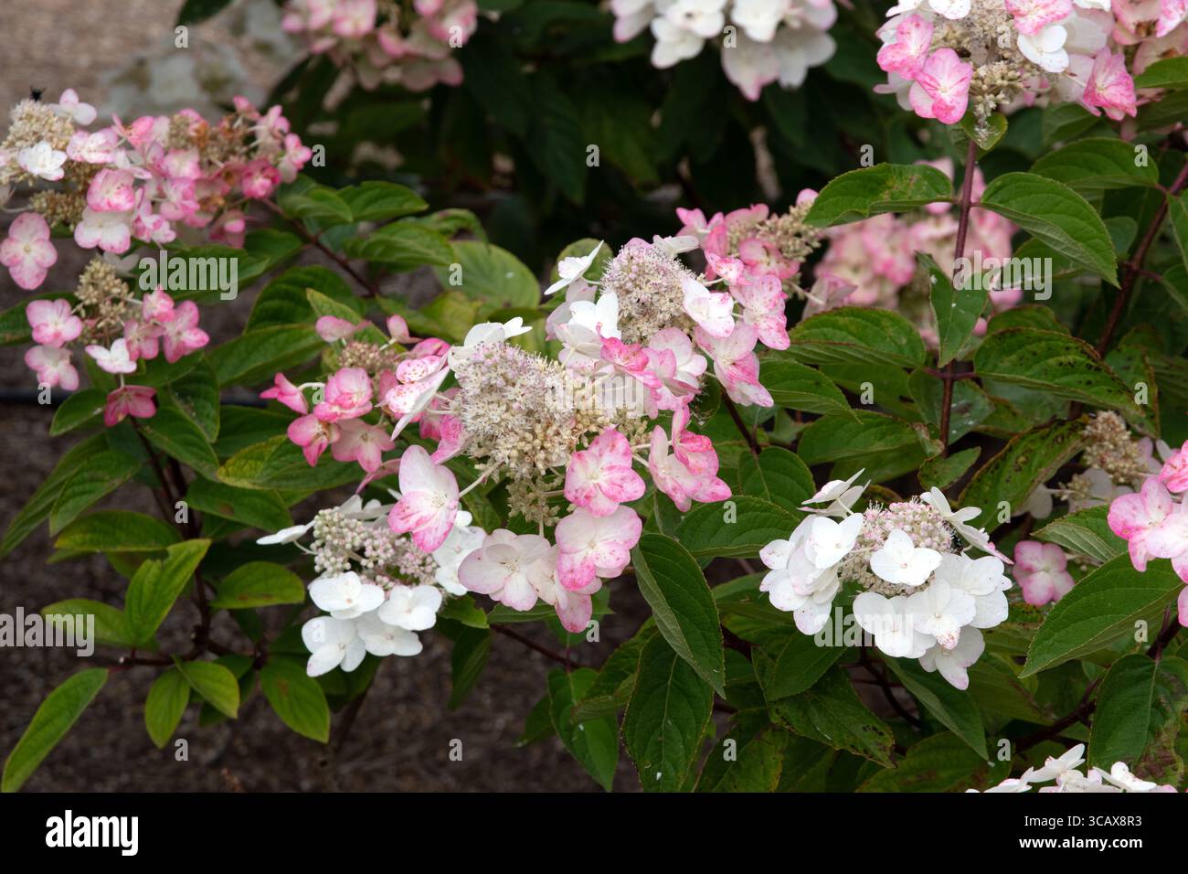 Hydrangea paniculata Big Chine Foto Stock