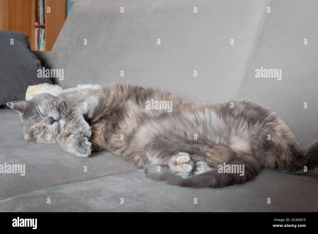 Un gatto grigio soffice che dorme tranquillamente su un divano grigio. Il gatto è disteso su un fianco con le zampe arricciate, con un aspetto completamente rilassato e contento. Co Foto Stock