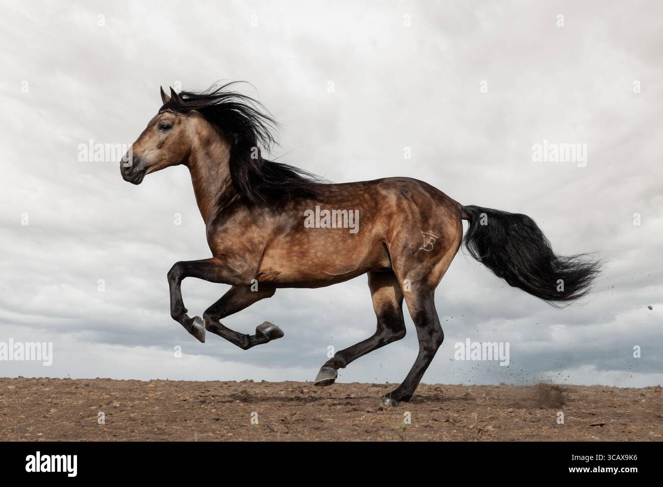 Il cavallo spagnolo puro (pura Raza Espaola) è un'antica razza della penisola iberica in Spagna e strettamente imparentata con il Lusitano. Foto Stock