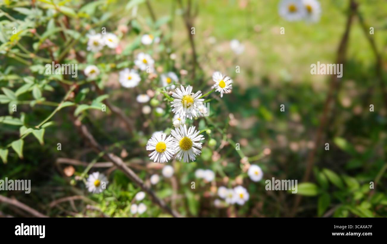 Primo piano di un campo di fiori a margherita in fiore Foto Stock