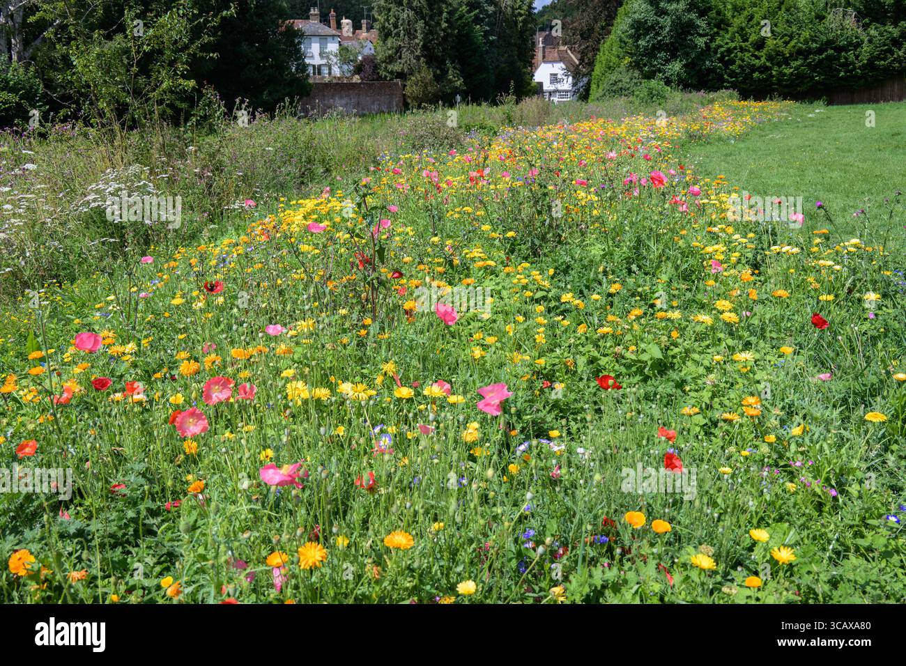 Loose Village, Kent, Regno Unito. Prato di fiori selvatici piantato lungo il torrente che attraversa il villaggio. Fine luglio 2025 Foto Stock