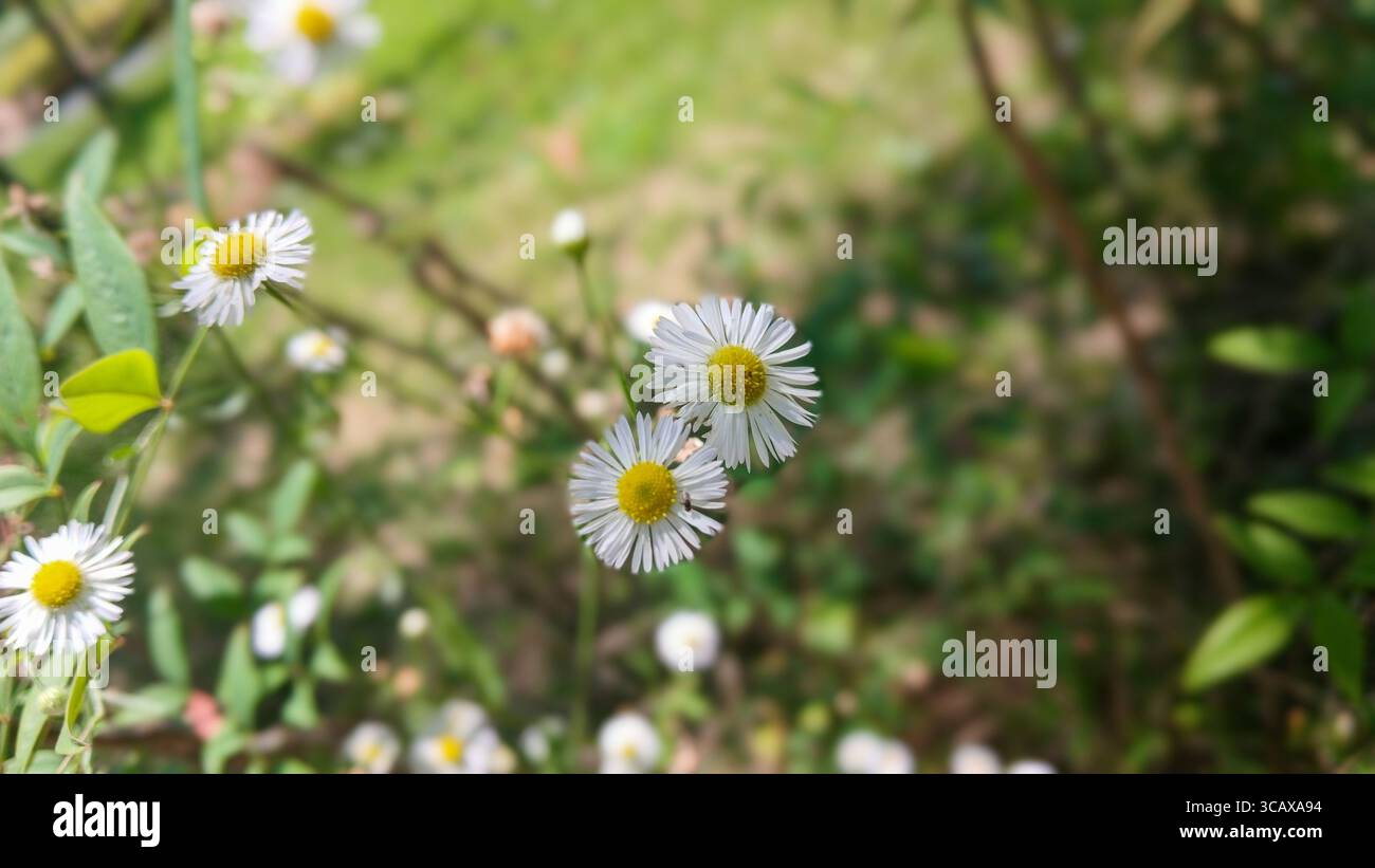 Primo piano di un campo di fiori a margherita in fiore Foto Stock