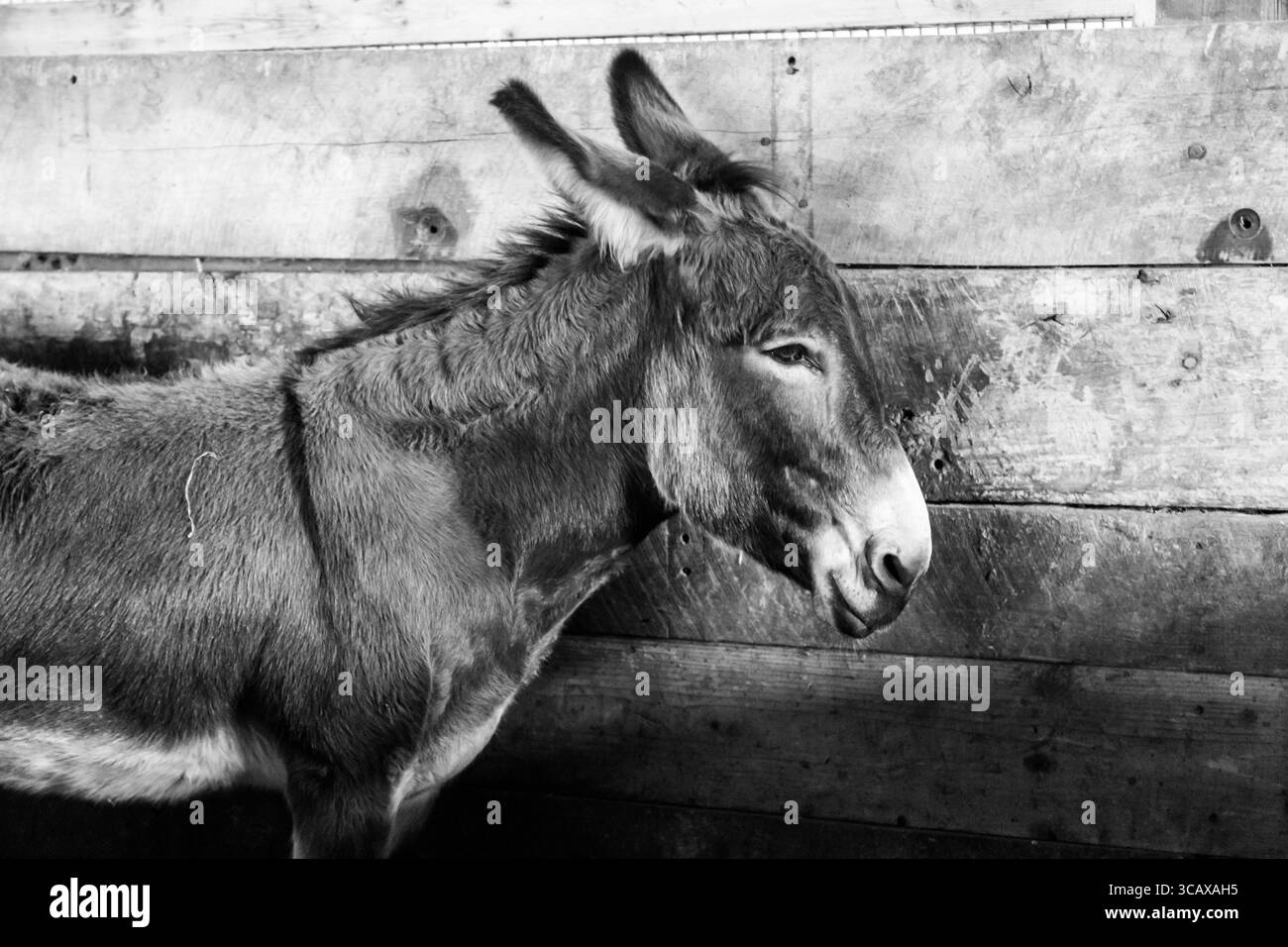 Mantova, Ohio - 15 ottobre 2017: Un asino si erge tranquillamente all'interno di un fienile di legno, il suo pelo spesso e le orecchie arroccate. Foto Stock