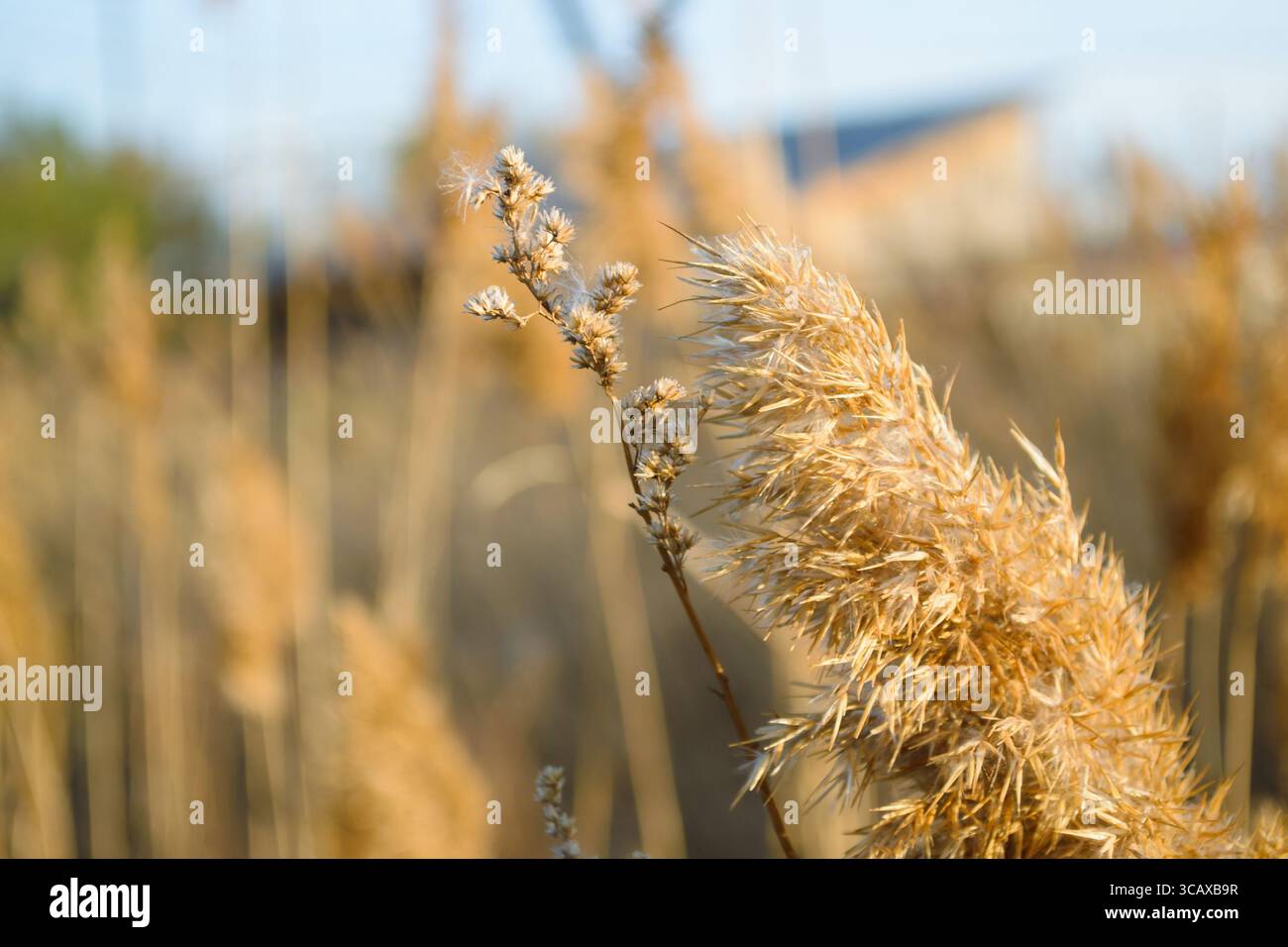 Primo piano della sommità di una canna secca e di un ramoscello secco di una pianta soffiata dal vento Foto Stock