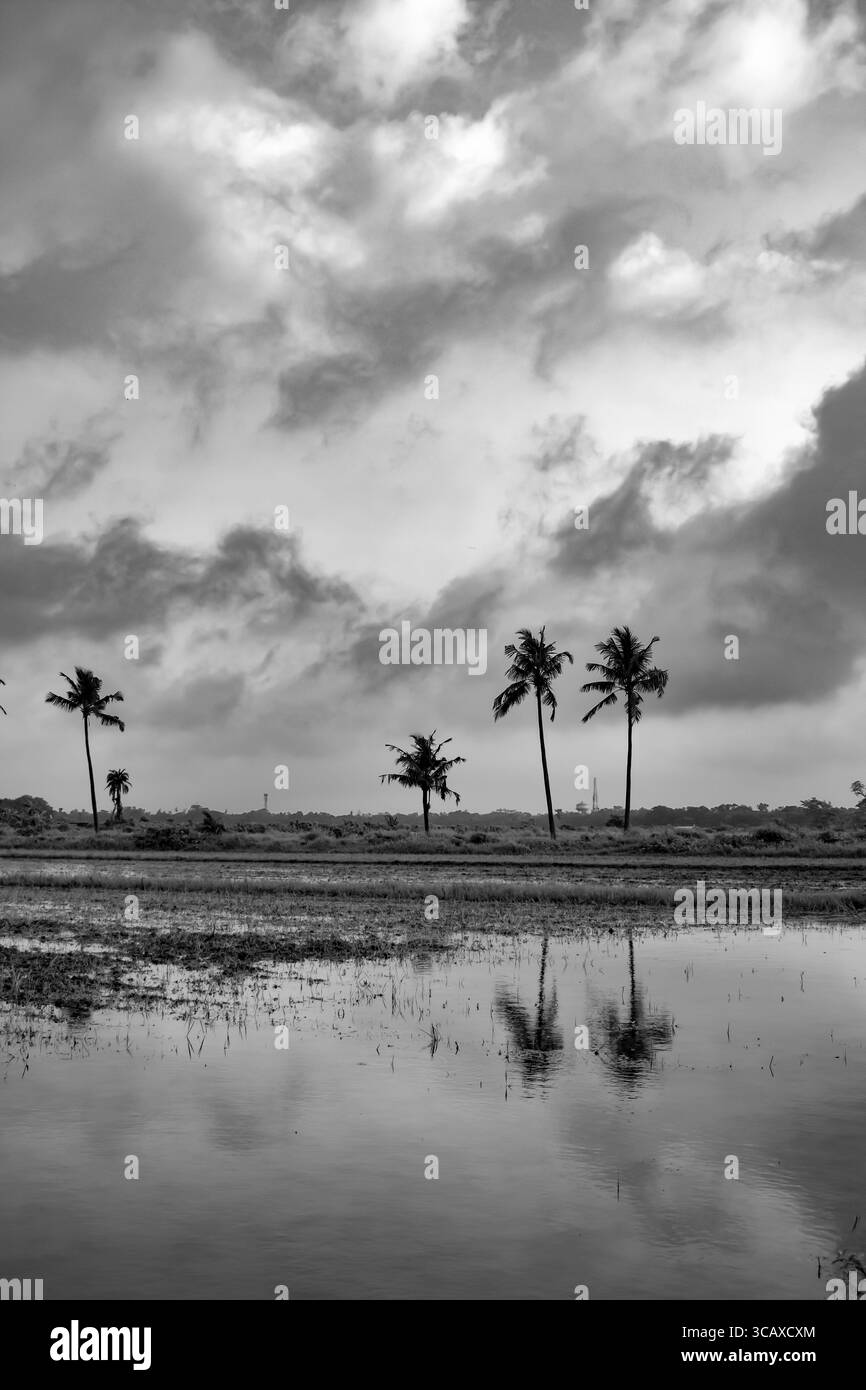 Gli alberi si ergono alti sotto un drammatico cielo monsonico, i loro riflessi si riversano dolcemente nei campi allagati del rurale West Bengal Foto Stock