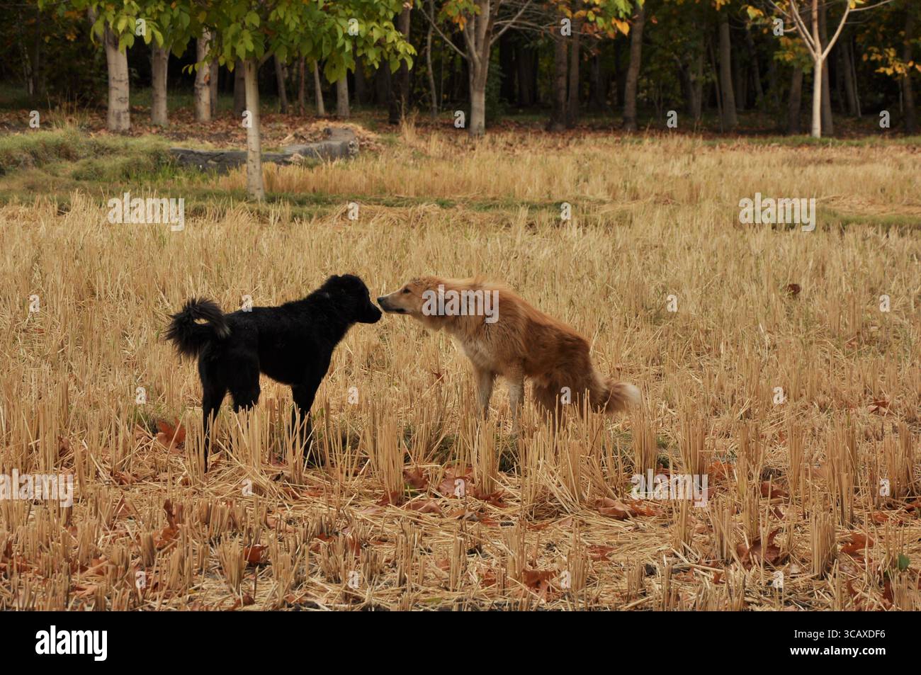 Ci vediamo di nuovo Foto Stock