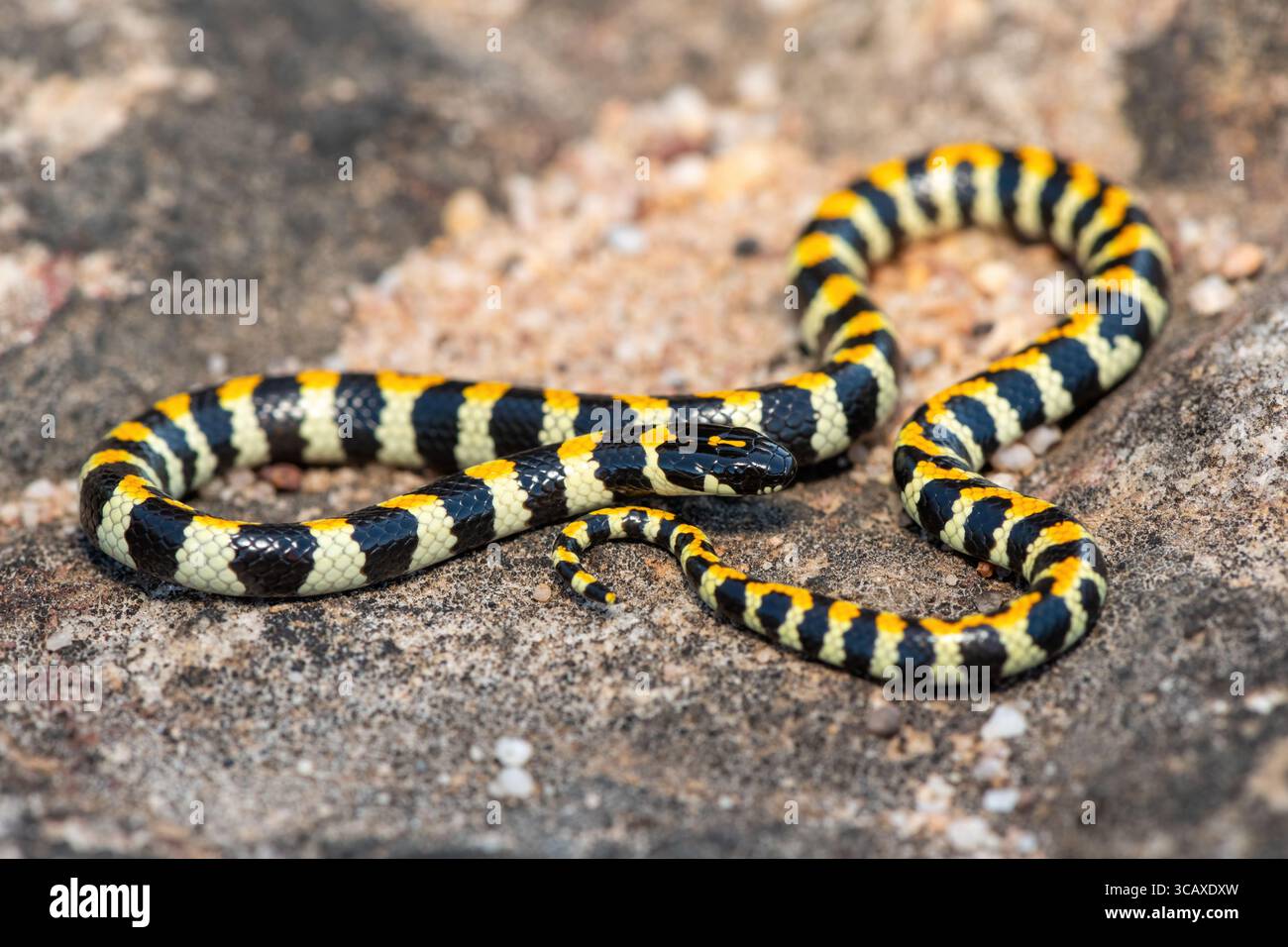 Primo piano di uno splendido serpente arlecchino maculato (Homoroselaps lacteus) su una roccia nel fynbos, nel Capo Occidentale, in Sudafrica Foto Stock