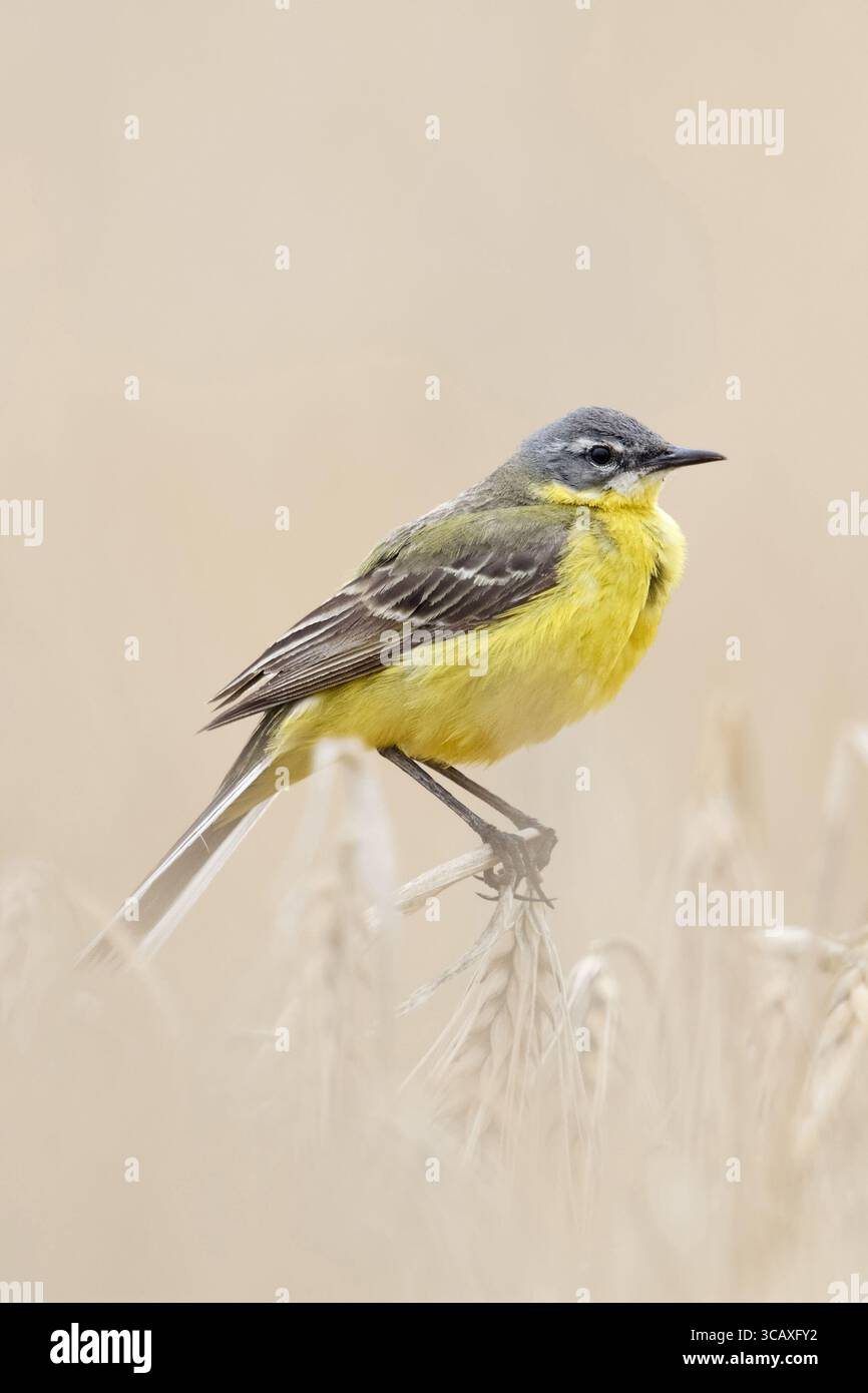Coda di cavallo gialla / Wiesenschafstelze ( Motacilla flava ), maschio adulto in abito da riproduzione, arroccato su orzo maturo, seduto in un campo di grano, fauna selvatica Foto Stock