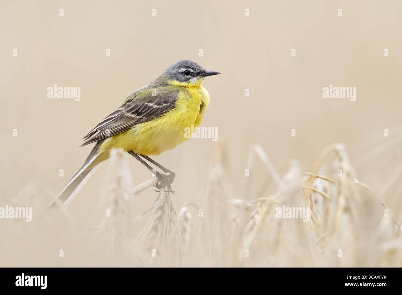 Coda di cavallo gialla / Wiesenschafstelze ( Motacilla flava ), maschio adulto in abito da riproduzione, arroccato su orzo maturo, seduto in un campo di grano, fauna selvatica Foto Stock