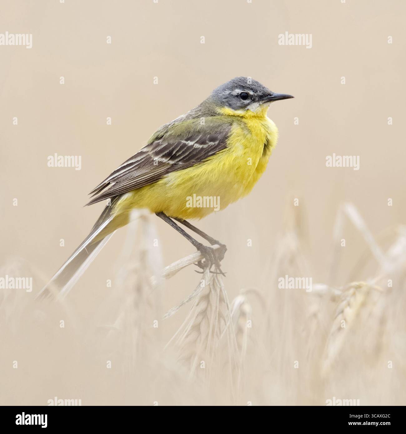 Coda di cavallo gialla / Wiesenschafstelze ( Motacilla flava ), maschio adulto in abito da riproduzione, arroccato su orzo maturo, seduto in un campo di grano, fauna selvatica Foto Stock