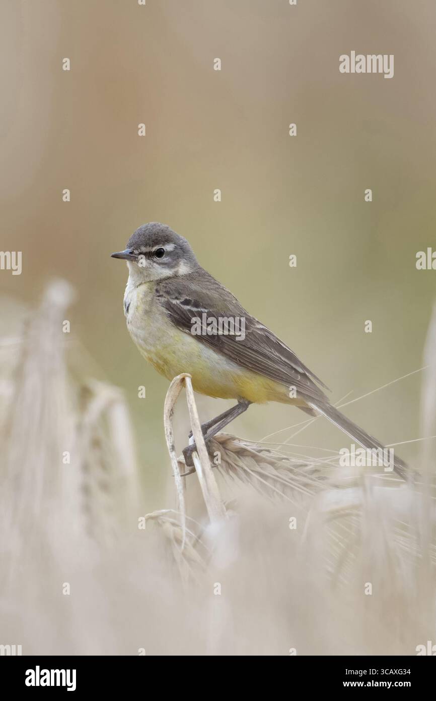 Coda di cavallo gialla ( Motacilla flava ), adulta, femmina, tipico uccello autoctono di terra aperta, arroccato su orzo maturo, seduto in un campo di grano, fauna selvatica, Foto Stock