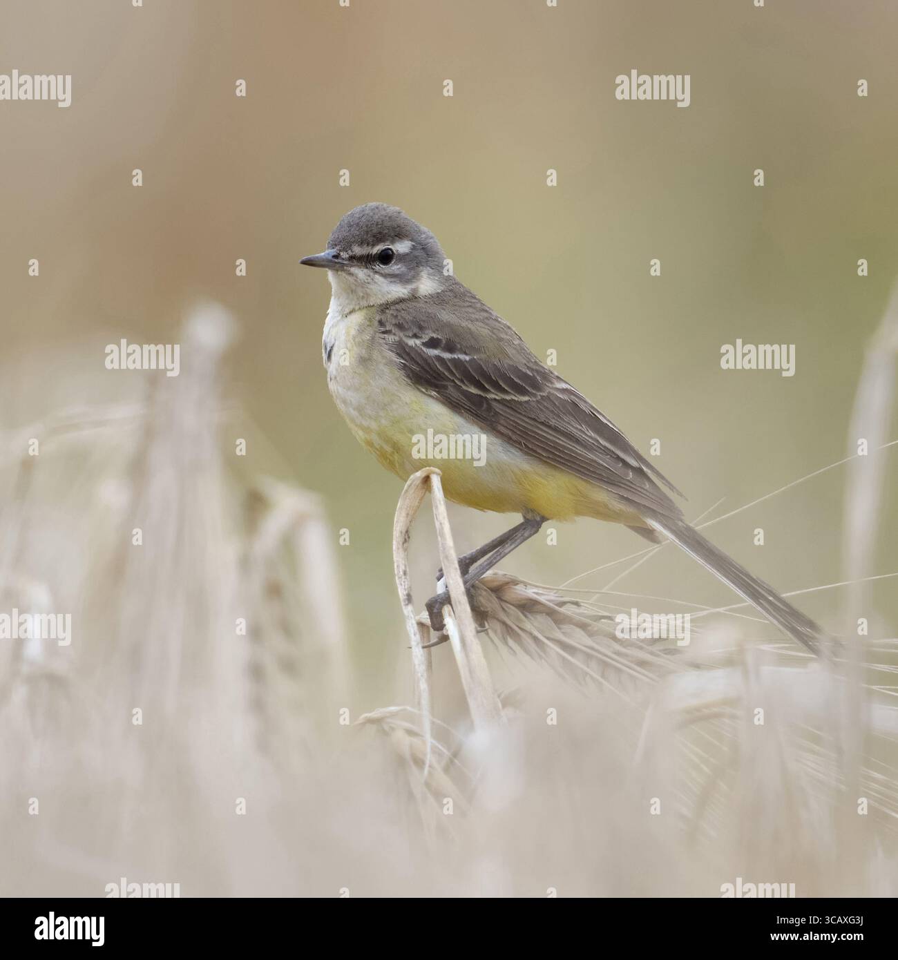 Coda di cavallo gialla ( Motacilla flava ), adulta, femmina, tipico uccello autoctono di terra aperta, arroccato su orzo maturo, seduto in un campo di grano, fauna selvatica, Foto Stock