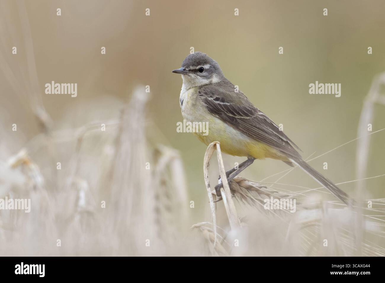 Coda di cavallo gialla ( Motacilla flava ), adulta, femmina, tipico uccello autoctono di terra aperta, arroccato su orzo maturo, seduto in un campo di grano, fauna selvatica, Foto Stock