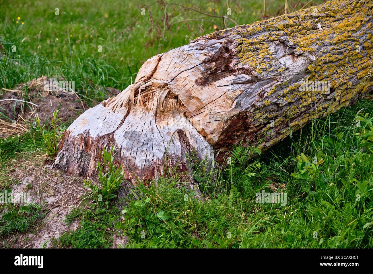 Primo piano dettagliato di un tronco di albero rotto dall'attività del castoro, mostrando legno fresco, danni alla corteccia e segni visibili di gnaw in un ambiente naturale. Foto Stock