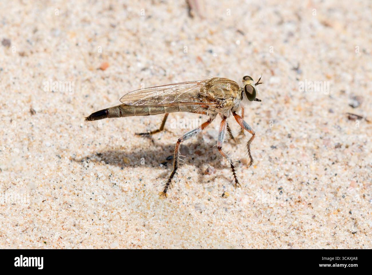 Una mosca rapinatrice del genere Proctacanthella arroccata su un substrato sabbioso Foto Stock