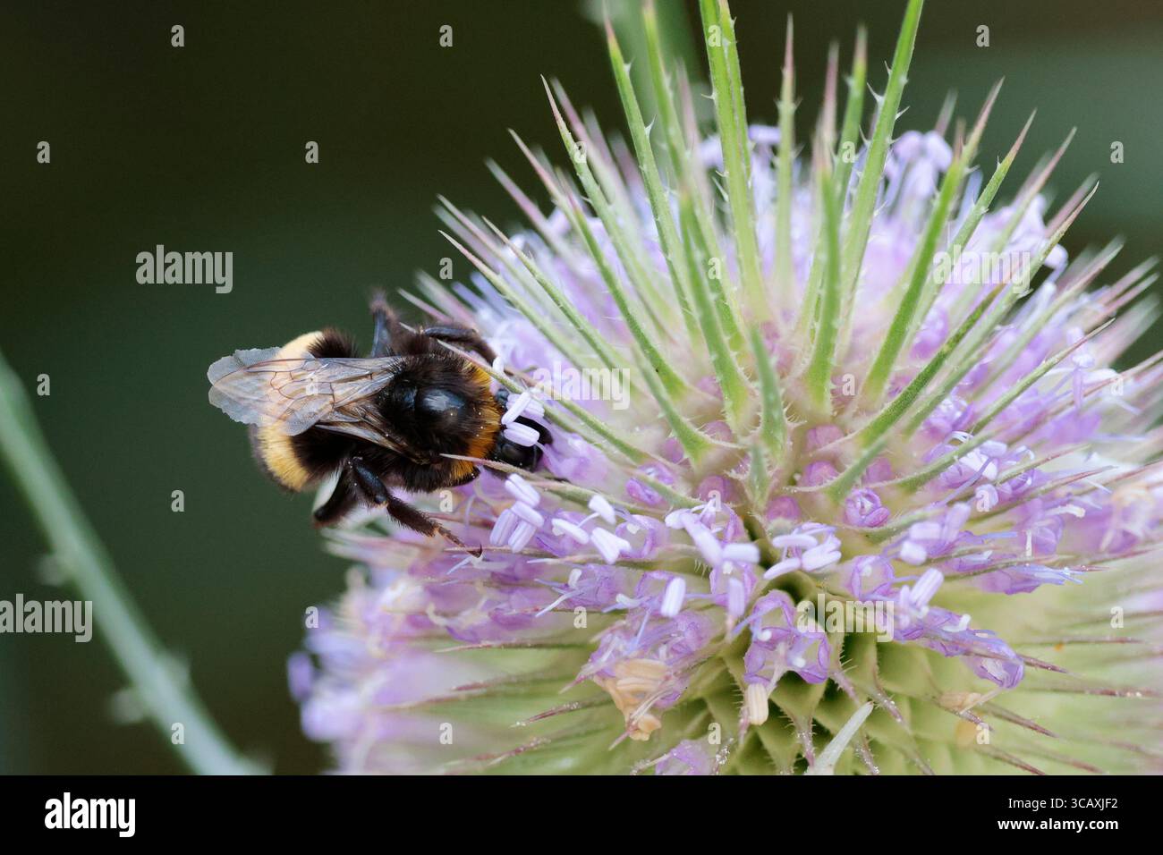 Teasel Dipsacus fullonum, la testa di fiori ovali sul gambo d'India ha foglie spinose e bande di piccoli fiori rosa viola intorno alla testa attira gli insetti Foto Stock