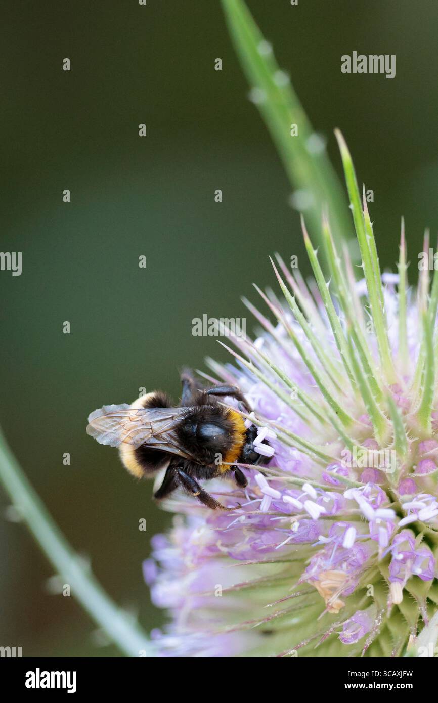 Teasel Dipsacus fullonum, la testa di fiori ovali sul gambo d'India ha foglie spinose e bande di piccoli fiori rosa viola intorno alla testa attira gli insetti Foto Stock
