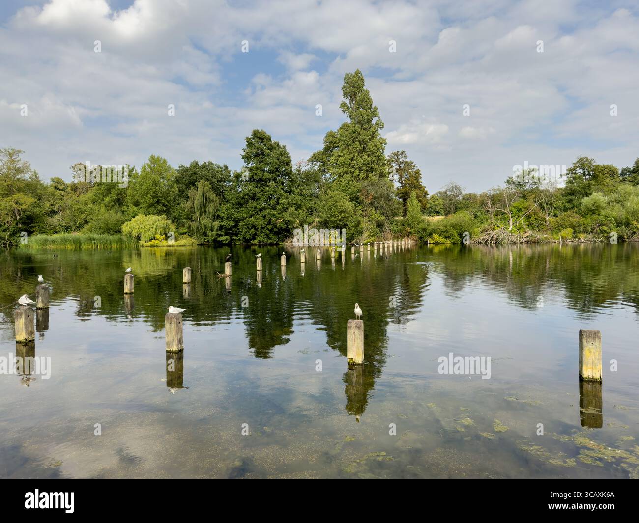 Una vista serena del Long Water, la parte settentrionale del lago Serpentine, con uccelli che riposano su vecchi pali di legno a Hyde Park, Londra, Regno Unito. Foto Stock