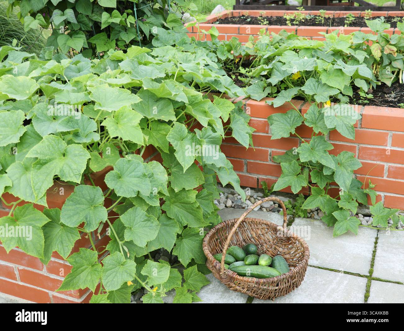 Raccolta di cetrioli. Un moderno orto con letti in mattoni rialzati. Aiuole rialzate in giardino urbano che coltivano piante, erbe e ortaggi Foto Stock