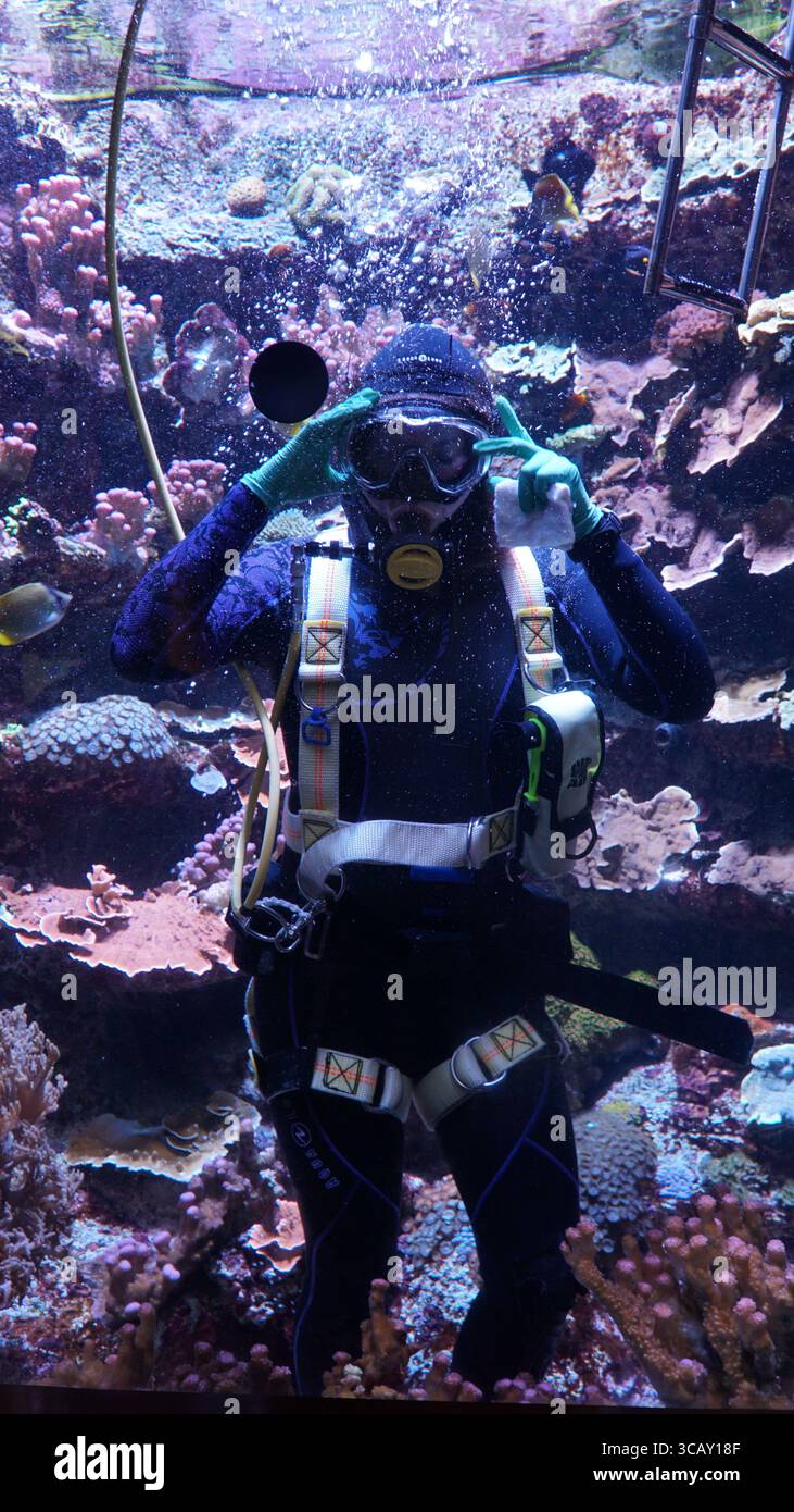 Un subacqueo nuota tra coralli colorati e vita marina durante una presentazione subacquea in un grande acquario pubblico Foto Stock
