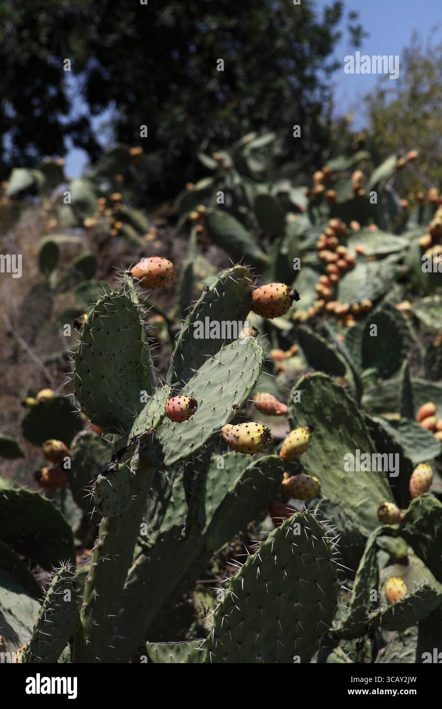 Frutta con buccia spinosa che cresce su un fico riccio, fico indiano Opuntia, un cactus spinoso della famiglia delle Cactaceae Foto Stock