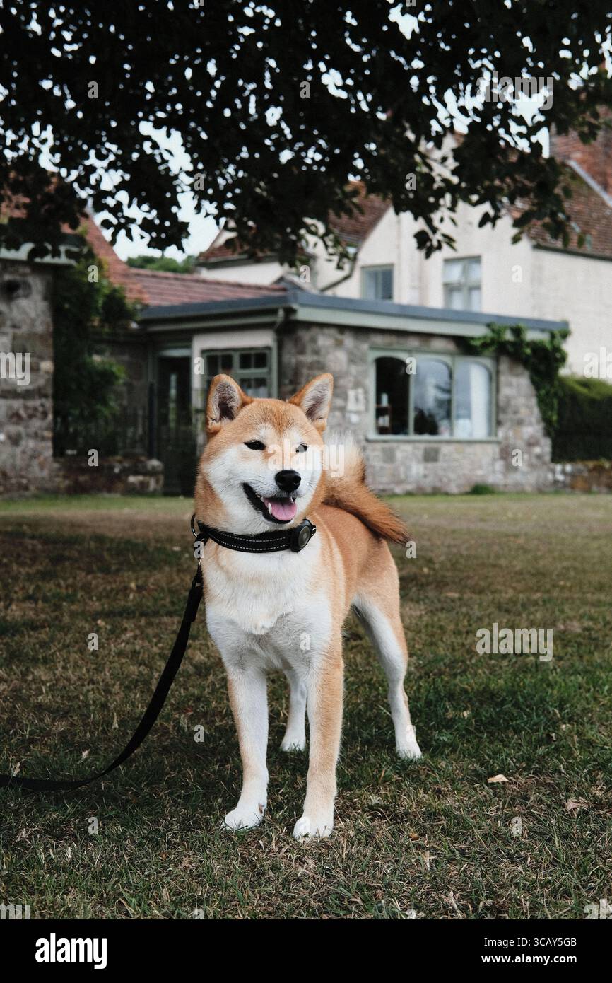 Felice cane Shiba Inu al guinzaglio in piedi sull'erba di fronte a una tradizionale casa in pietra con giardino. Foto Stock
