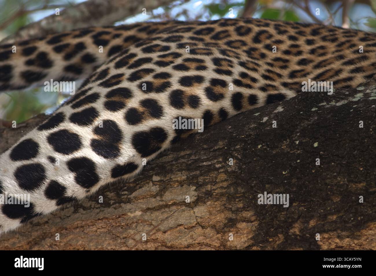 Fianco laterale di un leopardo seduto su un albero, con le sue rosette e macchie visibili. Pelle leopardata, stampa leopardata. Parco nazionale di Murchison in Uganda Foto Stock