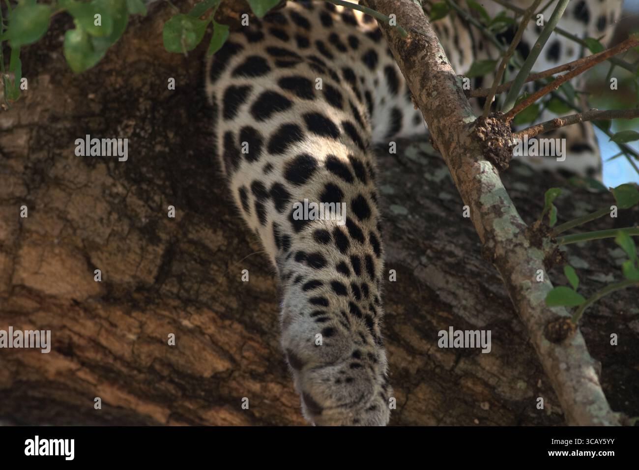 Paw di un leopardo seduto su un albero, con le sue rosette e macchie visibili. Pelle leopardata; stampa. Parco nazionale di Murchison in Uganda. Foto Stock