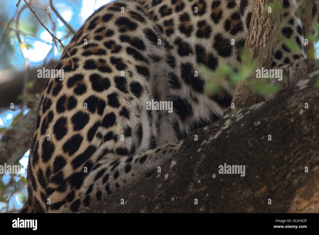 Fianco laterale di un leopardo seduto su un albero, con le sue rosette e macchie visibili. Pelle leopardata, stampa leopardata. Parco nazionale di Murchison in Uganda Foto Stock