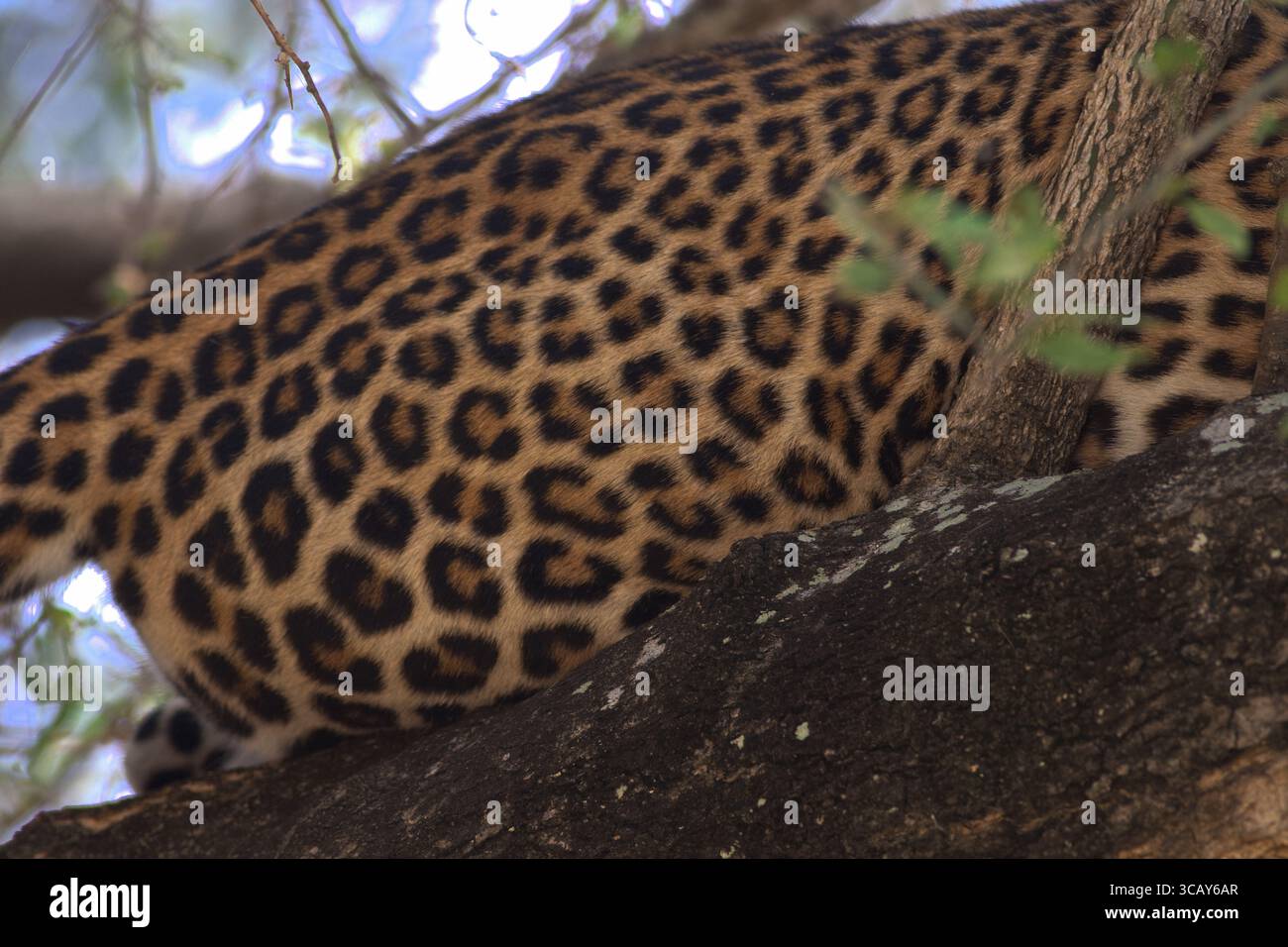 Fianco laterale di un leopardo seduto su un albero, con le sue rosette e macchie visibili. Pelle leopardata, stampa leopardata. Parco nazionale di Murchison in Uganda Foto Stock