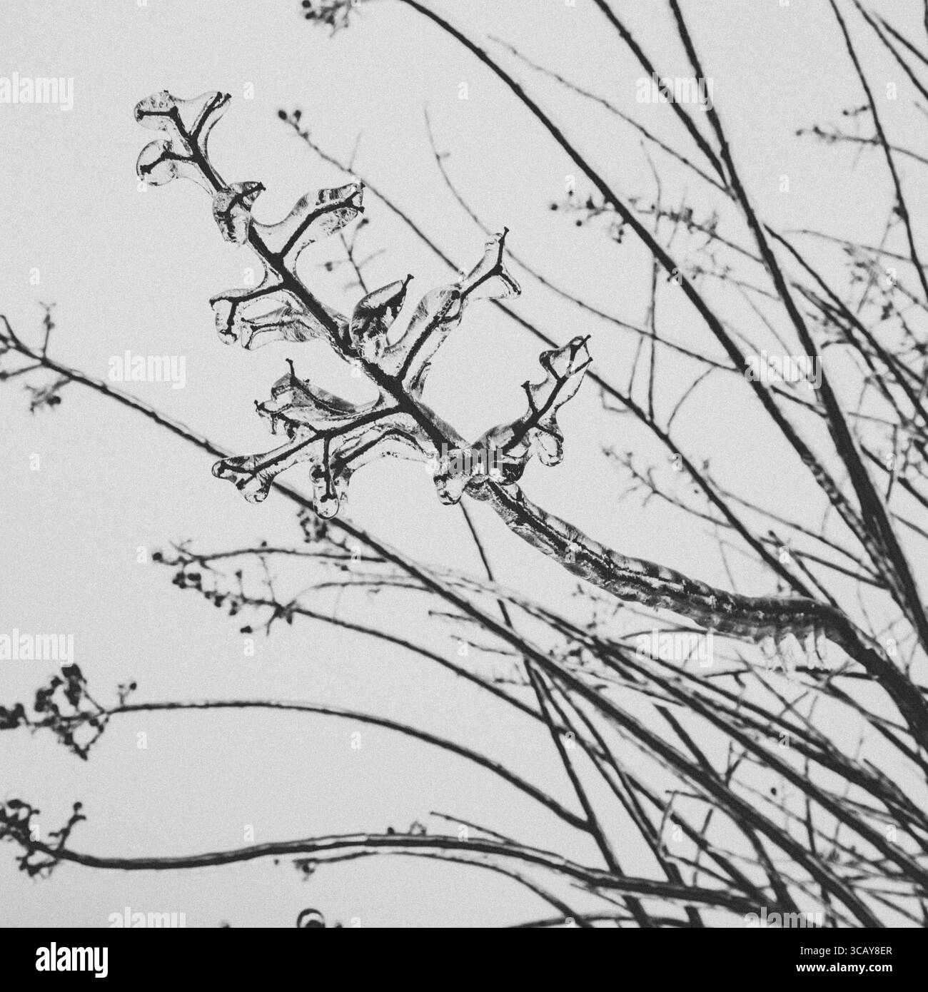 Contrasto bianco e nero tra il ramo d'albero ghiacciato e il bianco cielo invernale Foto Stock