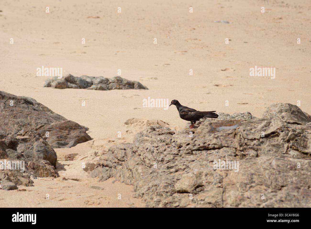 Un piccione nero che cammina sulle rocce di una spiaggia. Animale selvatico in cerca di cibo. Brasile Foto Stock