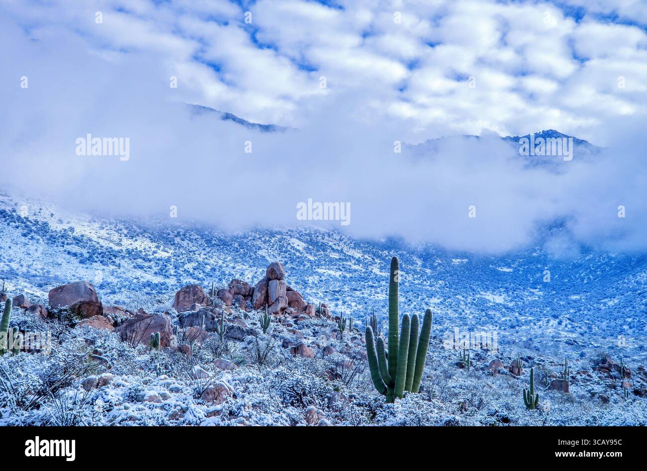 La neve copre le montagne di Santa Catalina a gennaio nel deserto di Sonora, Catalina, Arizona, Stati Uniti. (FOTO: Norma Jean Gargasz) Foto Stock