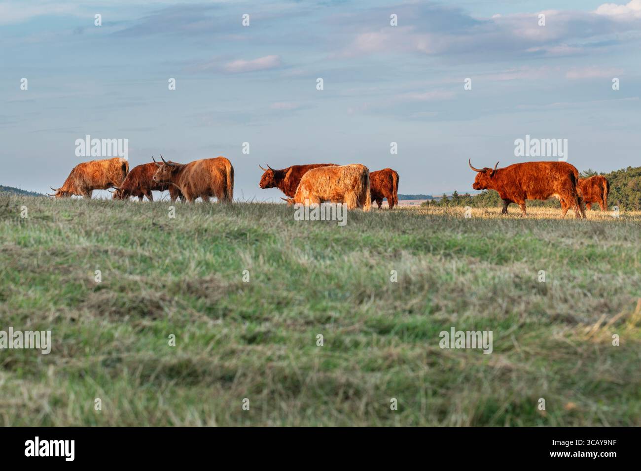 Mandria di bovini delle Highland che pascolano nel prato verde sotto il cielo azzurro, le tradizionali mucche di razza scozzese simboleggiano l'agricoltura sostenibile e il paesaggio rurale Foto Stock