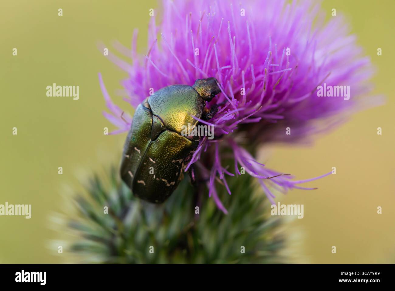 Coleottero verde metallizzato sul fiore del cardo viola, foto macro di insetto impollinatore nell'habitat naturale, vivace flora e fauna selvatiche da vicino Foto Stock