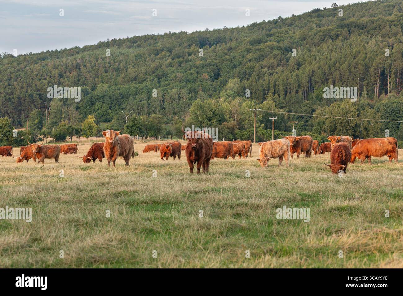 Bestiame delle Highlands che pascolano in pascolo verde con foresta sullo sfondo, mucche longhorn tradizionali nel paesaggio rurale sotto il cielo estivo nuvoloso Foto Stock