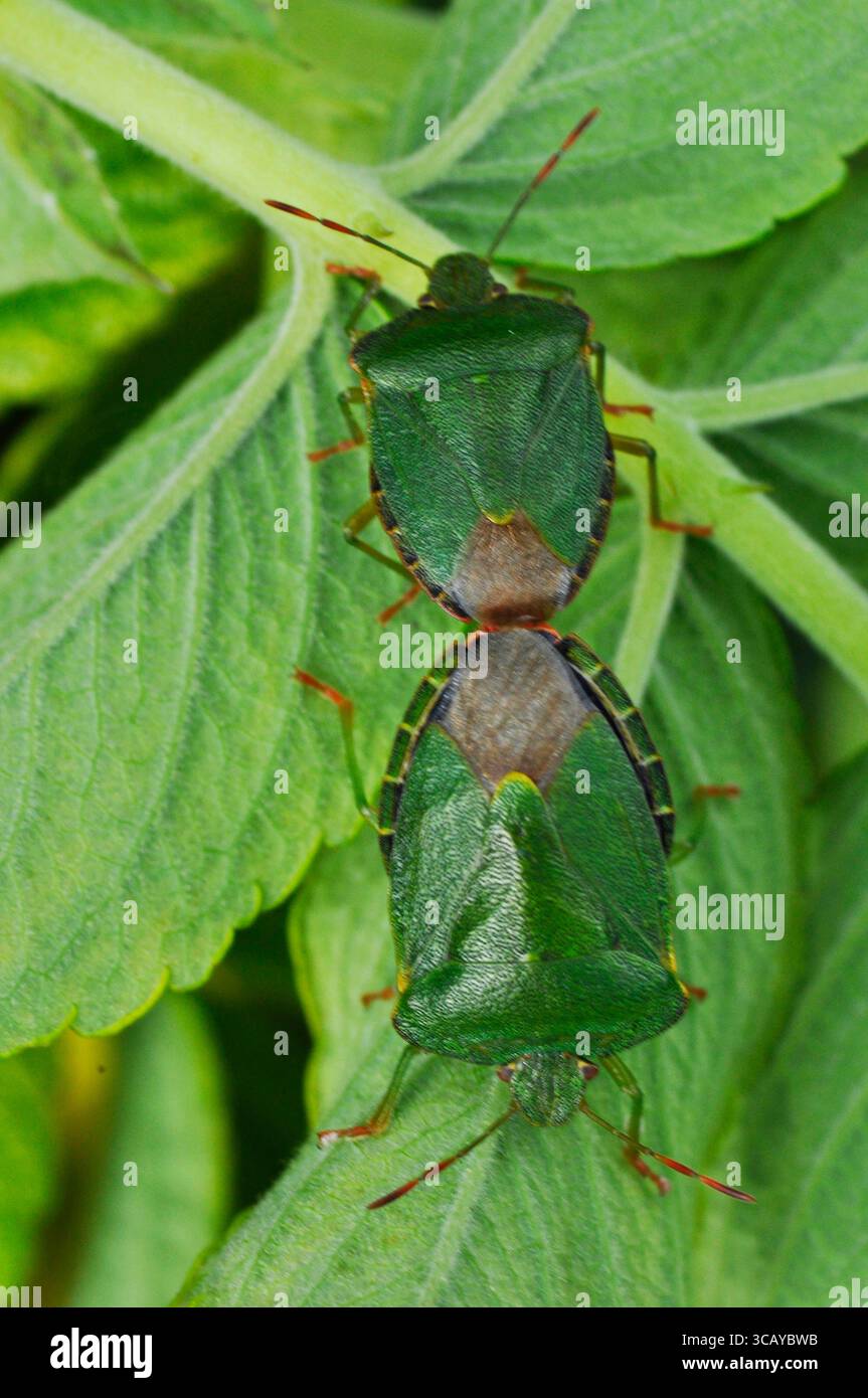 Un paio di insetti dello scudo verde che si accoppiano, la cimice dello scudo verde "Palomena prasina" è una specie di insetti dello scudo paleartico della famiglia Pentatomidae Foto Stock