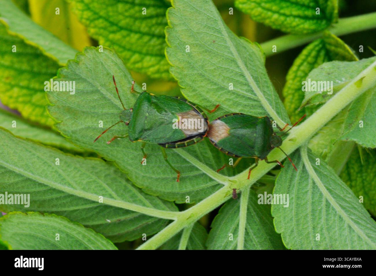 Un paio di insetti dello scudo verde che si accoppiano, la cimice dello scudo verde "Palomena prasina" è una specie di insetti dello scudo paleartico della famiglia Pentatomidae Foto Stock