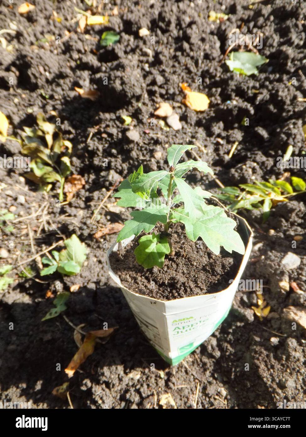 Quercia "Quercus robur" Sapling di un anno che cresce in un cartone di cartone di succo di frutta.il progetto "Trees from Seed" di Somerset Wildlife si affida al progetto "Trees from Seed" per crescere di più Foto Stock