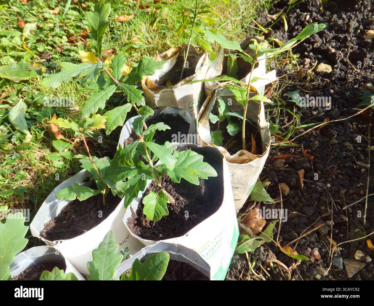 Quercia "Quercus robur" alberella di un anno che cresce in cartoni di succo di frutta di cartone.Somerset Wildlife si affida al progetto "Trees from Seed" per crescere di più Foto Stock