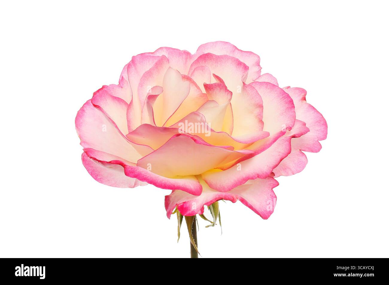 Fiore di rosa con petali con frange magenta isolati contro il bianco Foto Stock