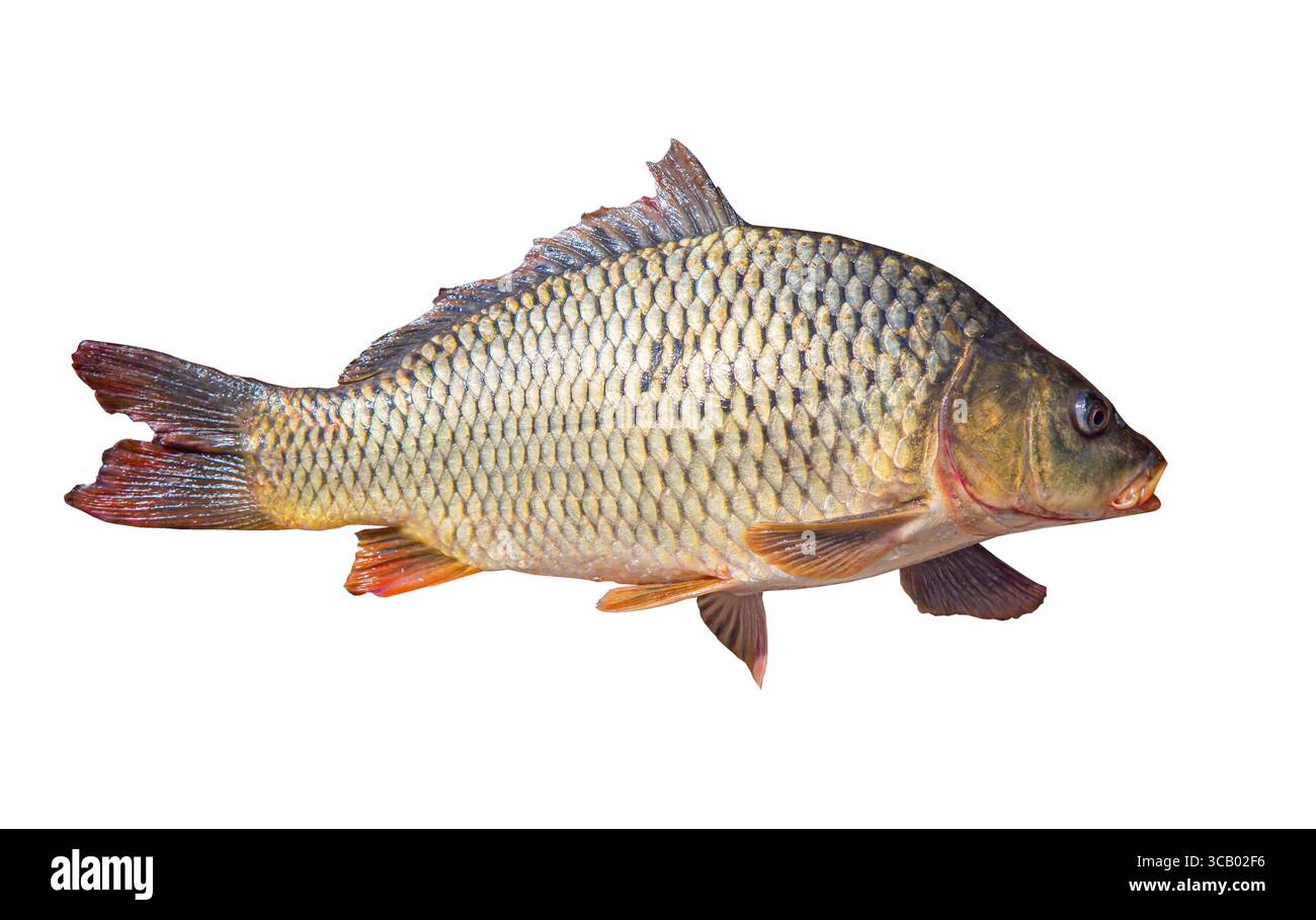 Carpa di pesce isolata su sfondo bianco Foto Stock