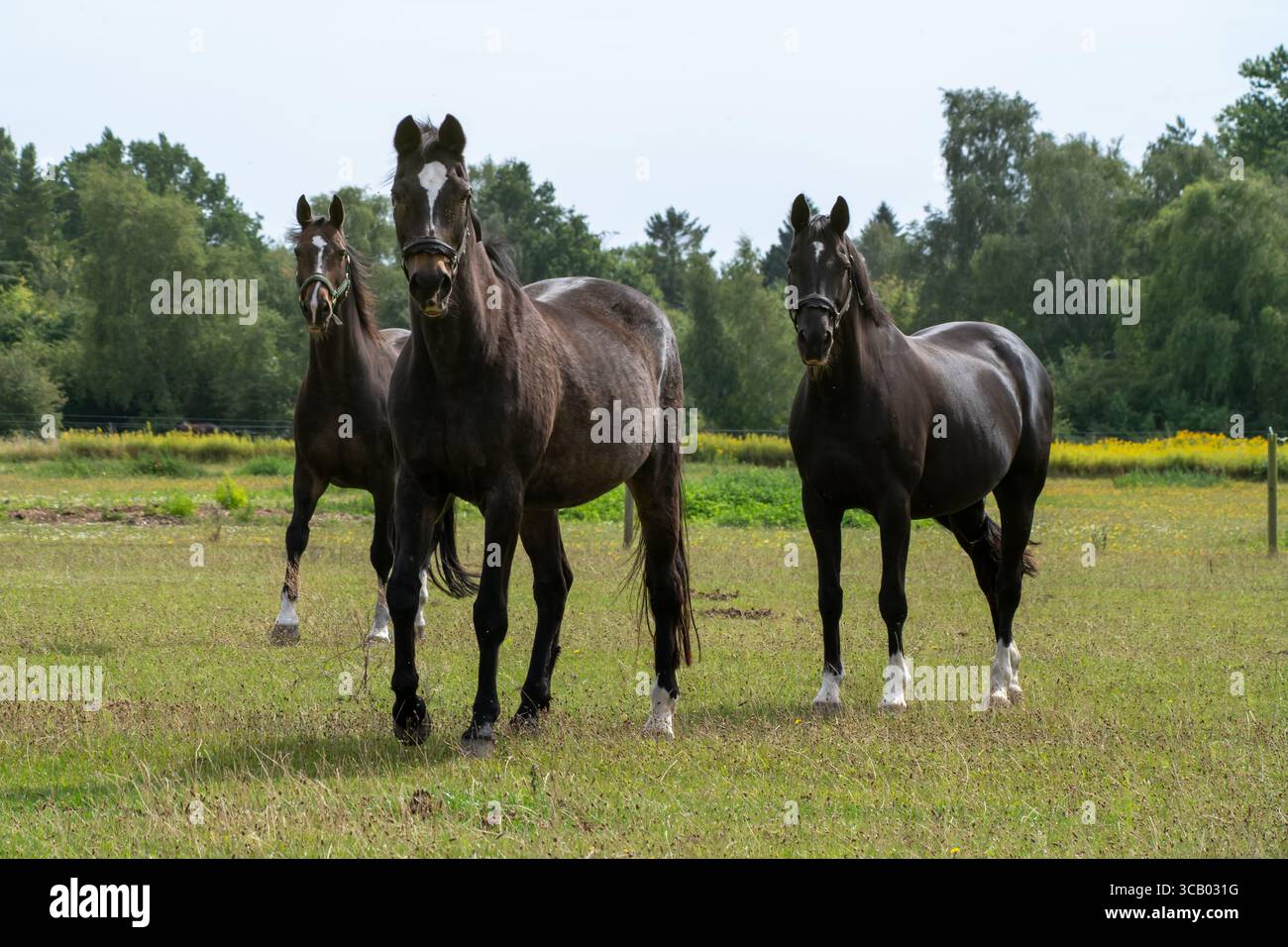 Trio of Horses Standing Alert a Summer Meadow Foto Stock
